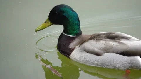 Duck swims in the pond Stock-Footage 132436420