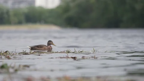 Duck swims on the pond Video stock 137653277