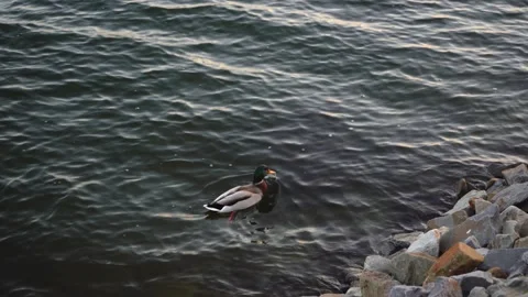 Duck swims in the pond Video stock 143636906