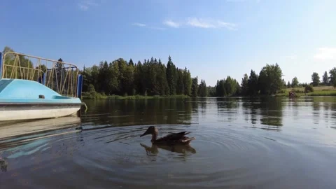 Duck swims in the pond 動画素材 159725807