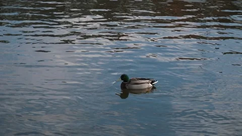 Duck swims pond Stock Footage 257924034