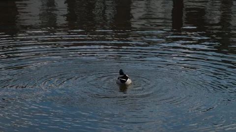 Duck swims pond Stock Footage 261552138