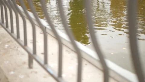 A duck swims in a pond in the park Stock Footage 99078774