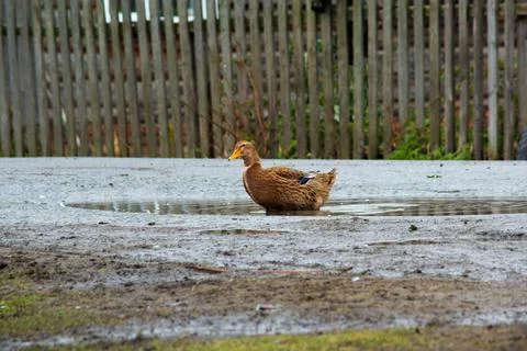 Duck swims in a puddle.Duck in the countryside. Stock Photos