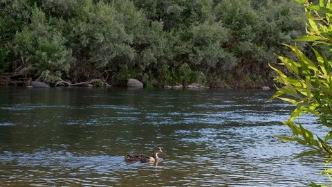Duck swims in river Stock Footage 92704788