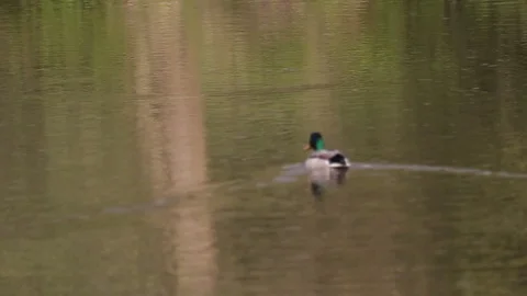 Duck swims on the river. Stock Footage 99785437