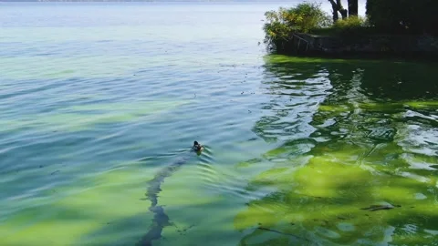 Duck swims on the river Stock Footage 141979892