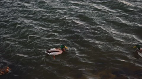 Duck swims on the river Stock Footage 151152998