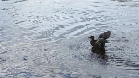 Duck swims in the river Stock Footage 160627864