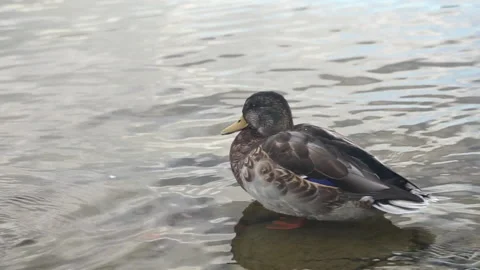 Duck swims in the river Stock Footage 160628096