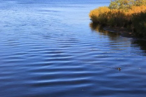 A duck swims up a river Stock Photos
