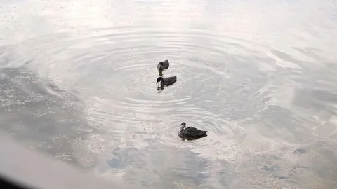 A duck swims on a small lake in cold weather when it rains a little Stock Footage 334941502