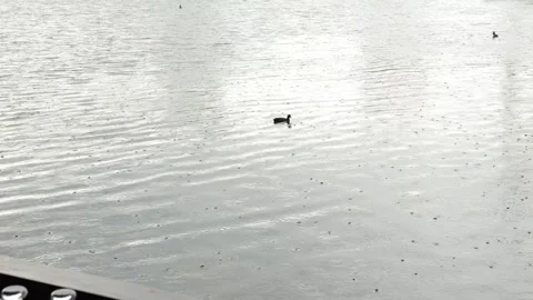 A duck swims on a small lake in cold weather when it rains a little Stock Footage 336666615