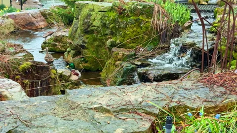 Duck swims in a small stream next to rocks and plants in a garden during a Stock Footage 336592249