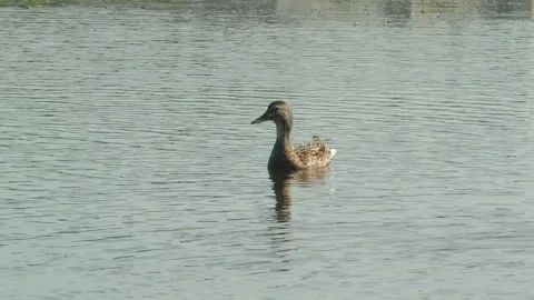 Duck swims in the spring lake Vídeos de archivo 140894777