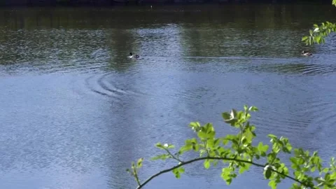 A duck swims on a spring lake Stock Footage 154649075