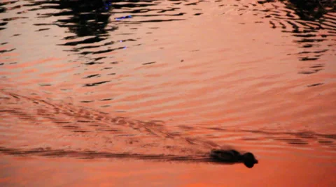 Duck Swims in Sunset Reflection Stock Footage 39064530