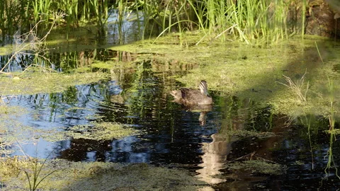 Duck swims through algae and reeds creates picturesque reflections in wetlands Stock Footage 165586421