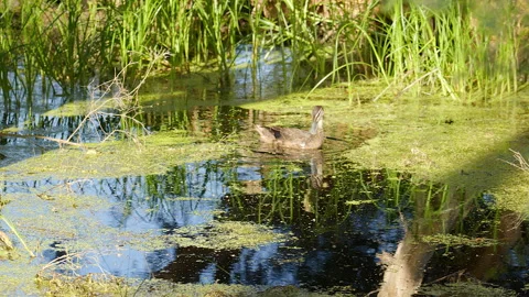 Duck swims through algae in swamp with picturesque reflections visible Video stock 165585884