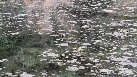 The duck swims through an overgrown forest pond and goes in search of food. Stock Footage 303562938