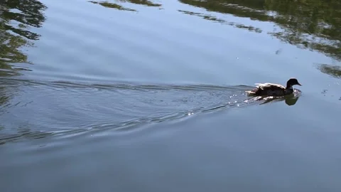 Duck Swims By Turtle 库存影片 196322169