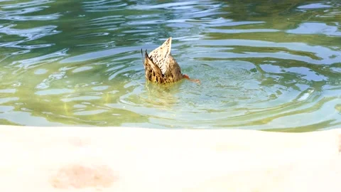 Duck swims upside down in a pond Stock Footage 151669340