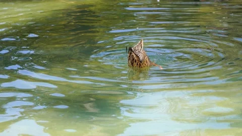 Duck swims upside down in the pond Video stock 151669435
