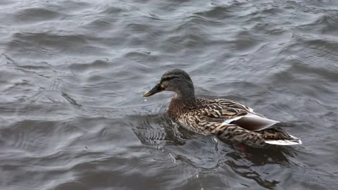 Duck swims on the water Stock Footage 176393950