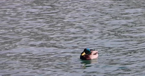 A duck swims in the water Stock Footage 221391280