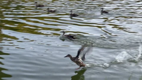 Duck Takeoff From The River Stock Footage 247358725