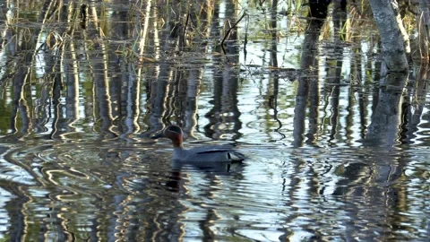 The duck takes off. 動画素材 194032610