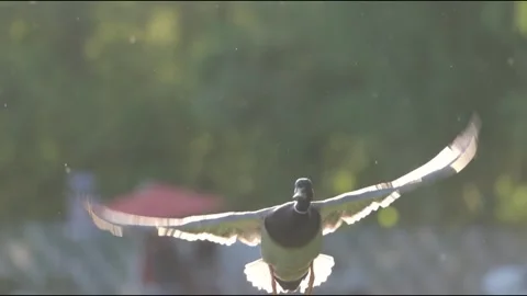 The duck takes off from the grass (slow motion) Stock Footage 201599830