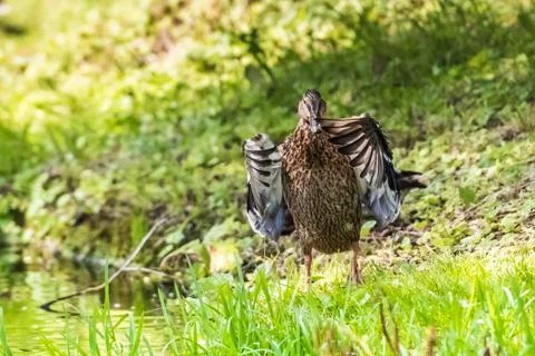 Duck takes off Foto stock