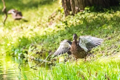 Duck takes off Foto stock