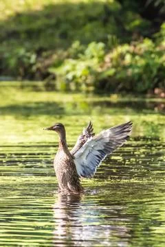 Duck takes off Foto stock