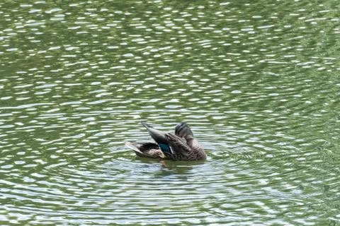 Duck takes off Photos