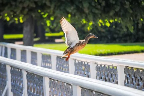 Duck takes off from the railing on the bridge Stock-Fotos
