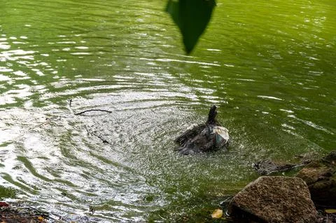 A duck takes a refreshing bath in a calm pond, splashing water around it. Fotos de archivo