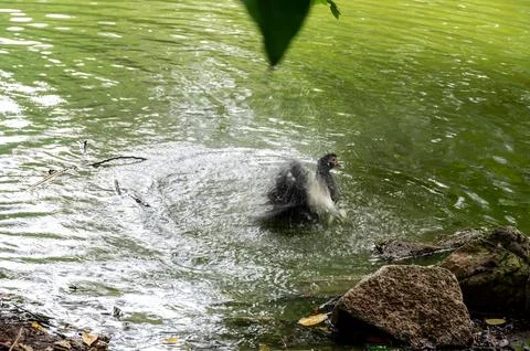 A duck takes a refreshing bath in a pond, splashing water playfully. Фото