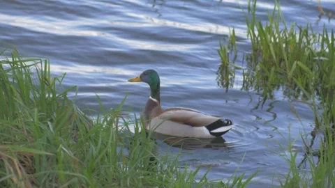 Duck taking a bath Stock Footage 88936401