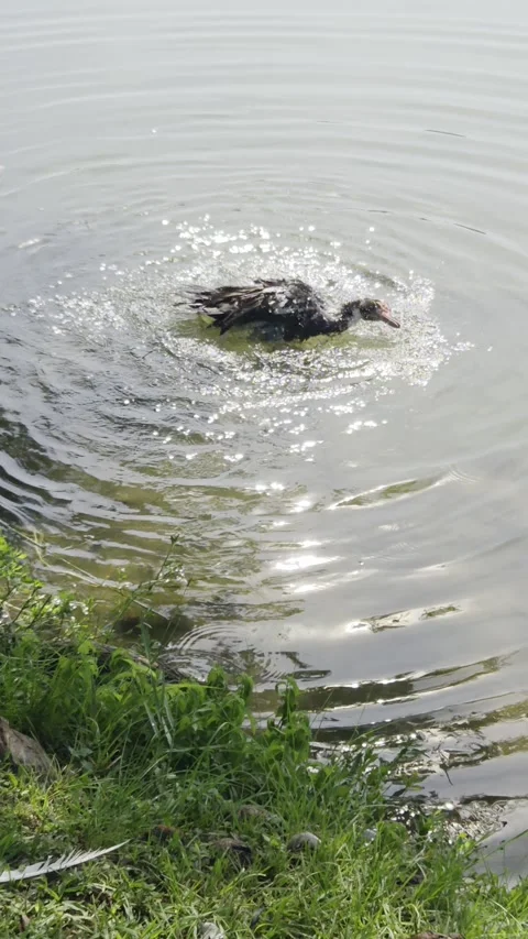 Duck Taking A Bath Video stock 345546978