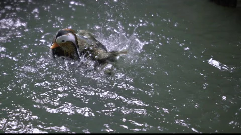 A duck taking a bath in a pond. Stock Footage 263073214
