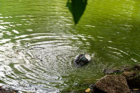Duck taking a bath in a pond. Ripples spread across the water's surface as .. 스톡 사진
