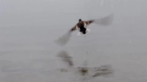 Duck Taking Off from Calm Lake Stock Footage 324151876