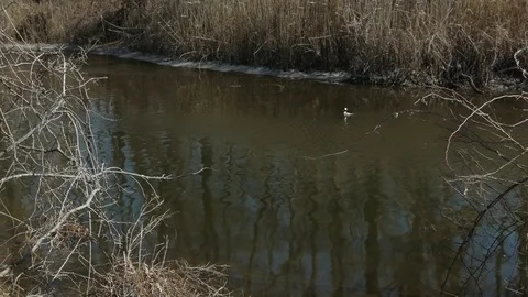 Duck taking Flight on Water Stock Footage 76223266