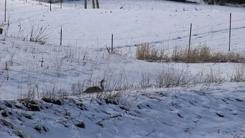 Duck taking of for flight in winter scene Video stock 73157027