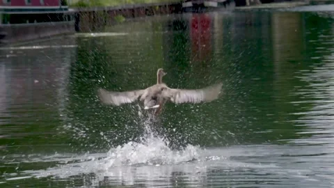 Duck taking off 스톡 동영상 163275022