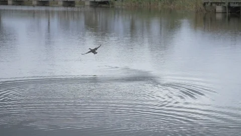 Duck taking off from river Slow Motion 動画素材 125994715
