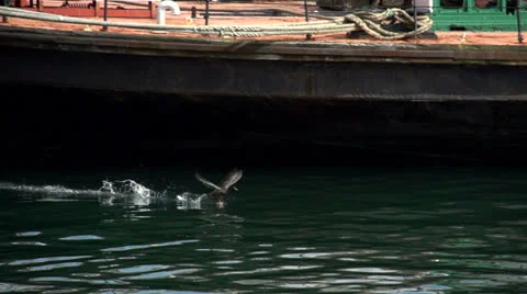 Duck taking off - slow mo Stock Footage 24792122