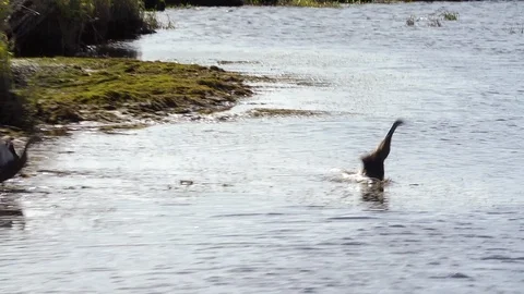 Duck taking off in water Stock Footage 98213814